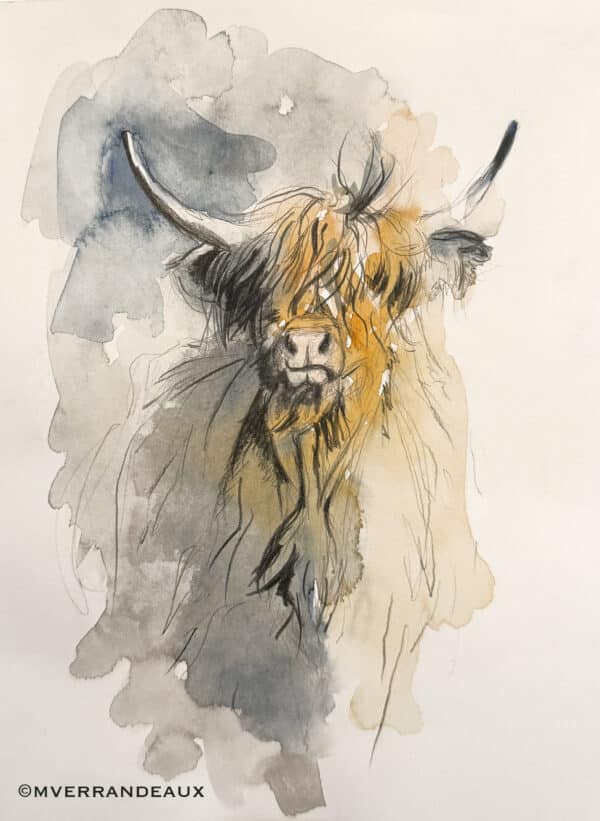 Highland Cow