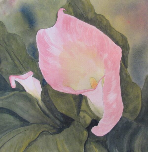 Calla Baby